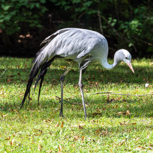istock The Blue Crane, Grus paradisea, is an endangered bird 1276490394
