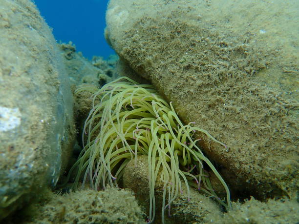 istock Snakelocks anemone (Anemonia viridis) undersea, Aegean Sea, Greece 1276491170