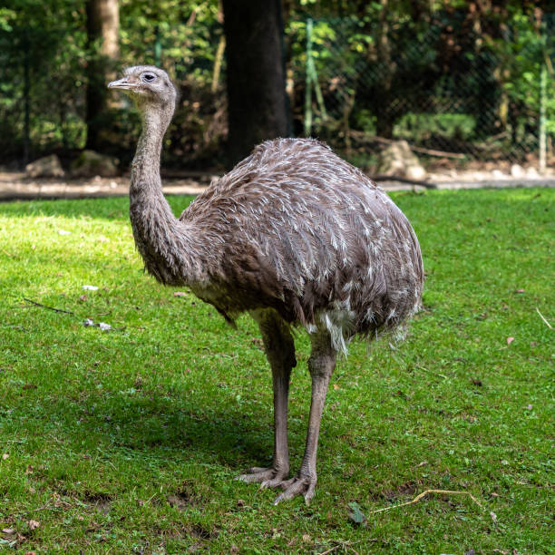 istock Darwin's rhea, Rhea pennata also known as the lesser rhea. 1276491207