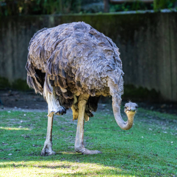 istock The common ostrich, Struthio camelus, or simply ostrich 1276491273