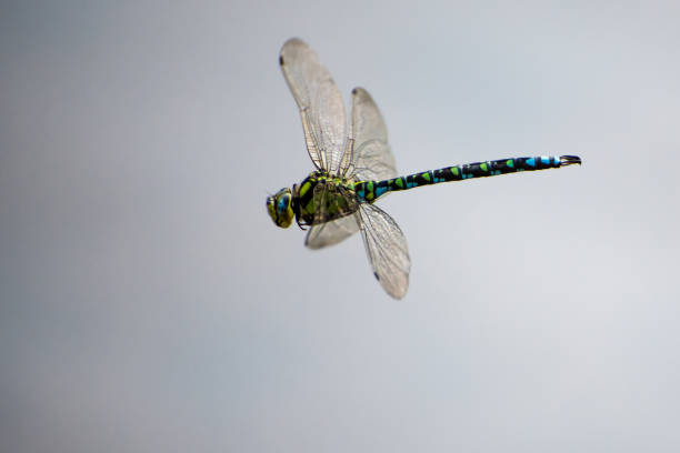 istock Close up view of a dragon fly in flight 1276491302