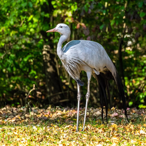 istock The Blue Crane, Grus paradisea, is an endangered bird 1276491304