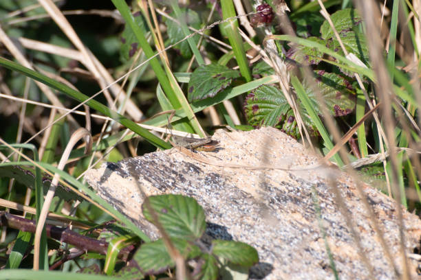 cavalletta seduta su una roccia in cornovaglia - cricket locust grasshopper insect foto e immagini stock