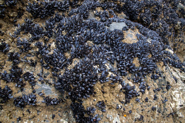 istock Mussels exposed at low tide on Cornish rocks 1276491441