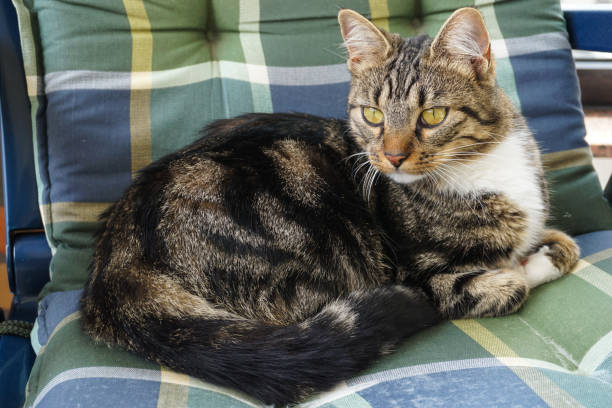 istock A tabby cat sitting on a garden chair 1276491758