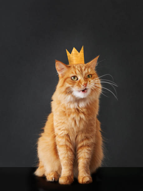 istock Cute ginger cat with awesome expression on face and golden crown on head posing like lion on black background. 1276492575