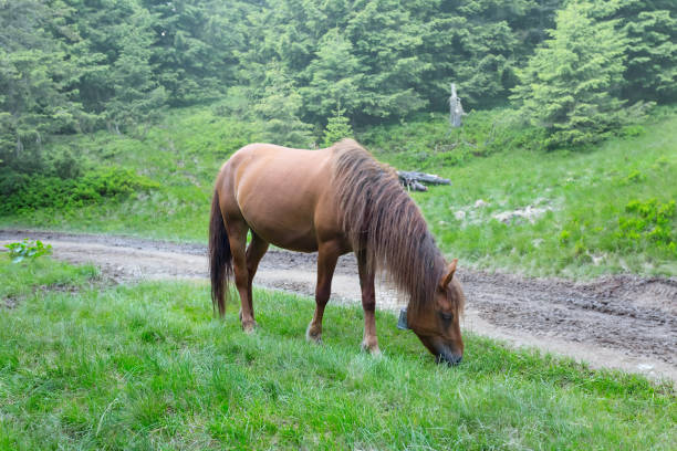 istock brown horse graze on a mountain pasture 1276492682