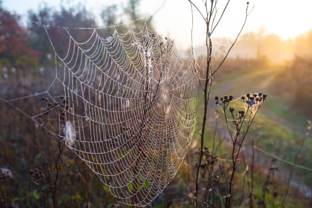 istock wet spider web on the bush in a rays of morning sun 1276492793