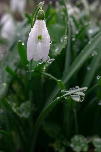 Young snowdrop with dew drops. Spring elegant snowdrops in bokeh