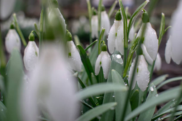 istock Young snowdrops with dew drops. Spring elegant snowdrops in bokeh 1276493023