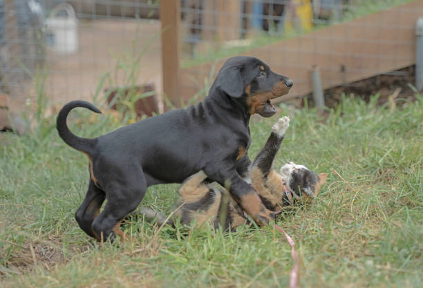 Animal friendship