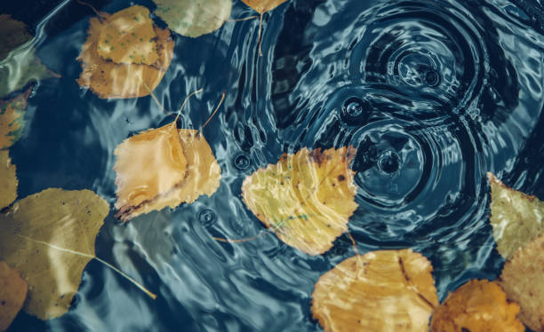 istock Autumn concept background.Big drop falling on puddle leaving a radial circles on surface with fallen yellow leaves on water. 1276498701