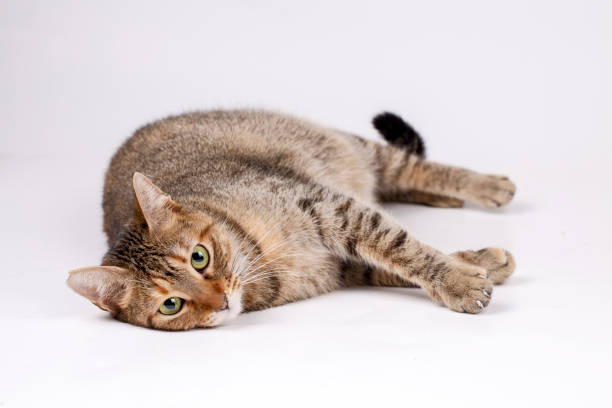 istock Pet animal; cute cat indoor. Cute kitten cat. 1276502582