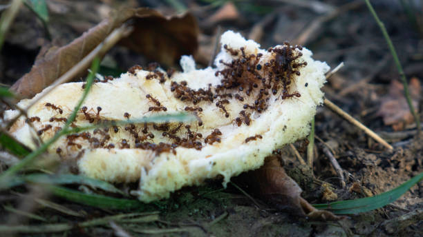 istock Ants on a piece of bread thrown on the grass. 1276504490