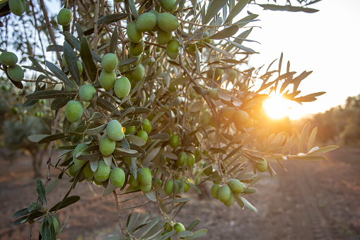 Green, organic olive tree at sunset