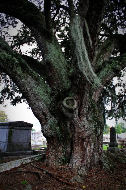 istock an old oak tree with swaying Spanish moss on its branches and graves to either side 1276505094