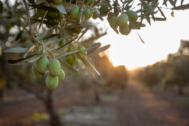 green, organic olive tree at sunset - olives imagens e fotografias de stock