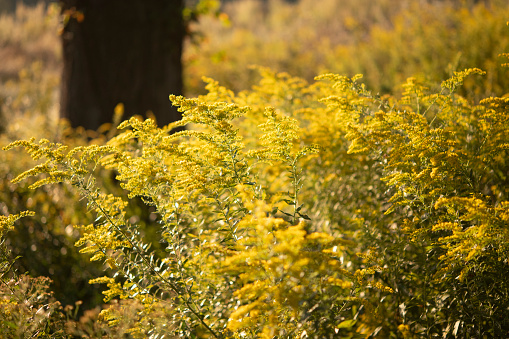 Blooming Goldenrod at Valley Forge National Historic Park, Pennsylvania, USA