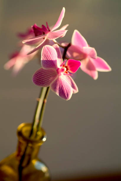 istock Orchid, treasure of nature. 1276506602