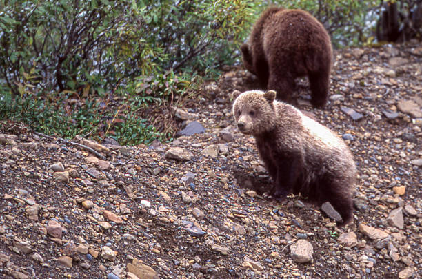 istock Close-up of Two Wild Grizzly Bear Cub 1276507658