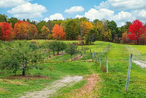 Apple orchard landscape against beautiful autumn foliage in New England. Blue sky and white clouds.