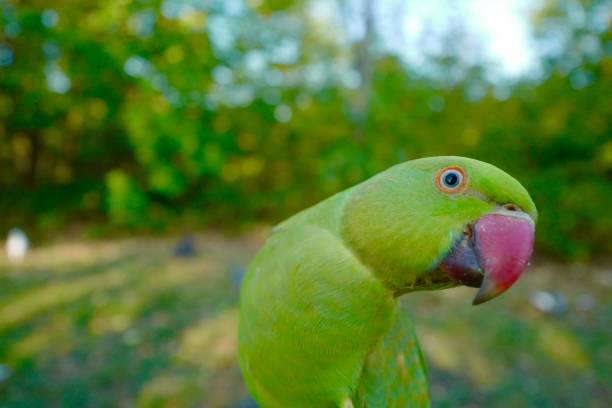 Ring Necked Parakeet Rose Ringed Parakeet green parakeet stock pictures, royalty-free photos & images