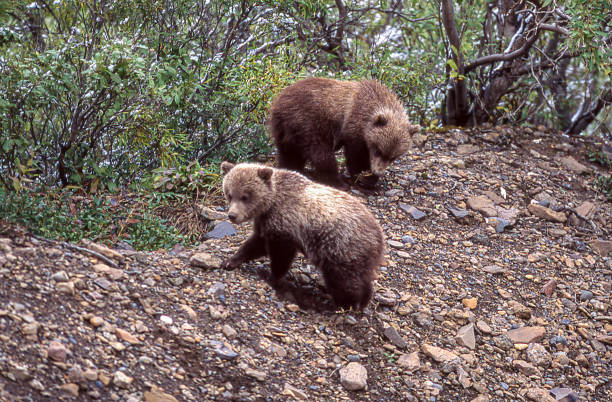 istock Close-up of Two Wild Grizzly Bear Cub 1276508217