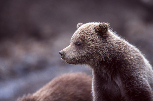 Close-up of one grizzly bear cub (Ursus arctos horribilis), looking off to it's side.  Background is deep bokeh.\n\nTaken in Denali National Park, Alaska, USA.