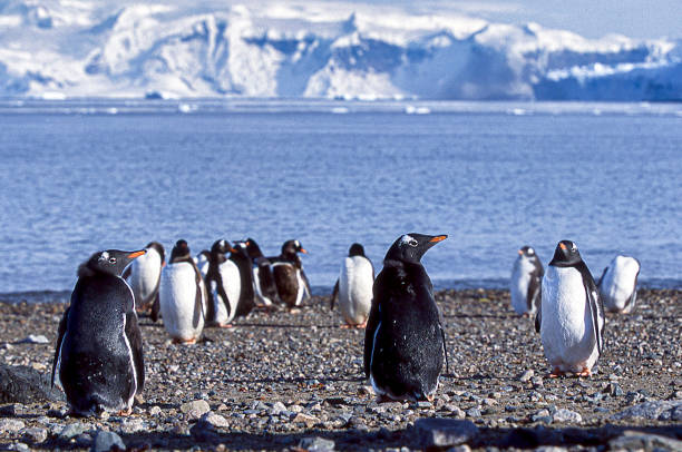 wild gentoo penguins de pie en la costa - pebble gentoo penguin antarctica penguin fotografías e imágenes de stock