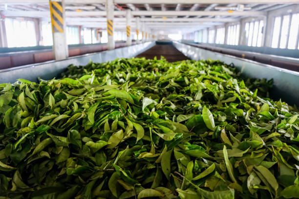 Freshly harvested tea leaves left for drying inside a tea factory in Kandy, Sri Lanka