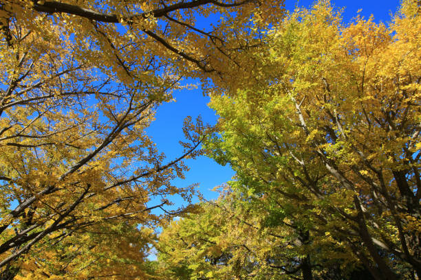 istock A tree lined avenue of ginkgo trees with yellow leaves 1276510326