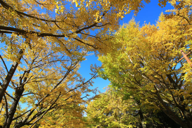 istock A tree lined avenue of ginkgo trees with yellow leaves 1276510345