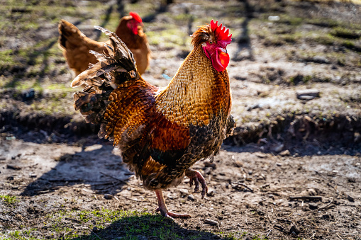 Big rooster and hens feeding on countryside traditional farm in Kielce, Poland. Scientific name Gallus Gallus Domesticus