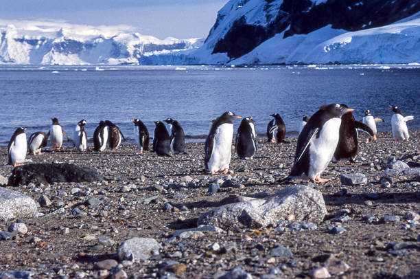 wilde gentoo pinguine stehen am ufer - pebble gentoo penguin antarctica penguin stock-fotos und bilder