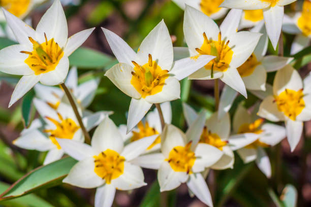 istock Turkestan tulip (Tulipa turkestanica) 1276511685