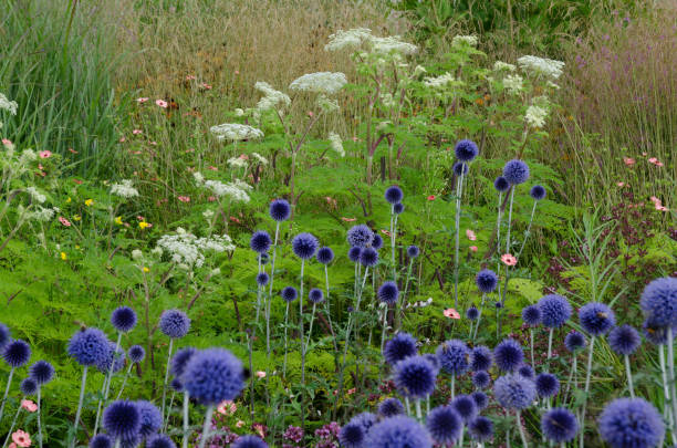 istock perennial borden with globe thistles 1276511729