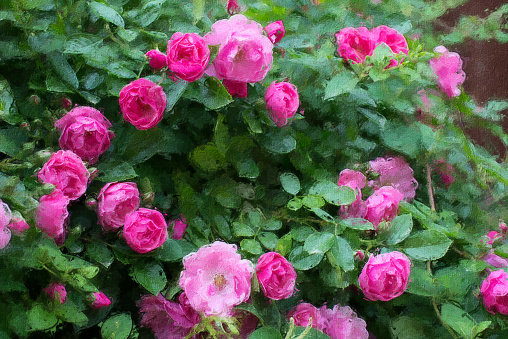 Oil painting showing bush of pink roses in summer.