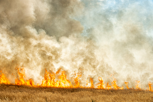 Smoke and flames from dry grass wildfire burning near rural farm.

Taken in the San Joaquin Valley, California, USA