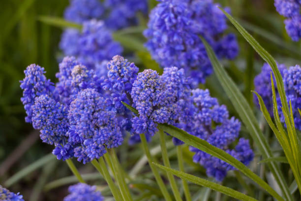 istock Muscari armeniacum 'Blue Spike' Grape hyacinth 1276512716