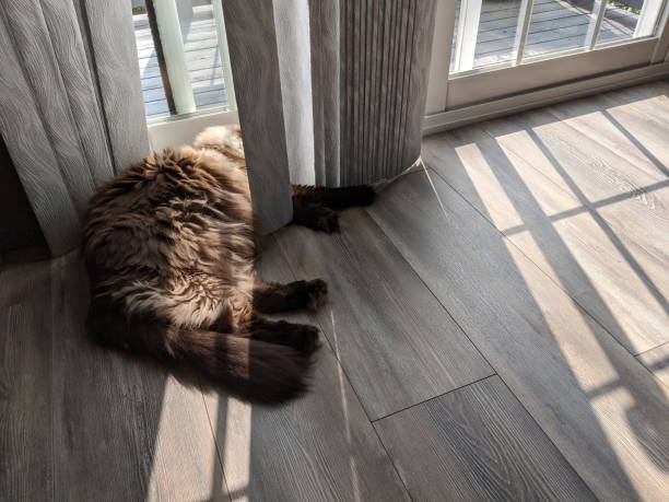seal point ragdoll cat sleeping in the blinds at glass door in the sunshine - toy store zdjęcia i obrazy z banku zdjęć