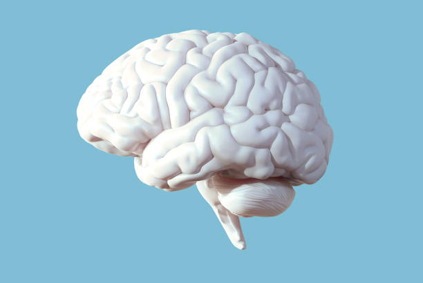 3D rendering illustration bright glossy brain on light blue BG 3D rendering illustration soft white organic glossy human brain side view isolated on pastel blue background with separation clipping path for each section brain stock pictures, royalty-free photos & images
