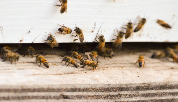 istock Beehive entrance with lots of worker bees 1276513768