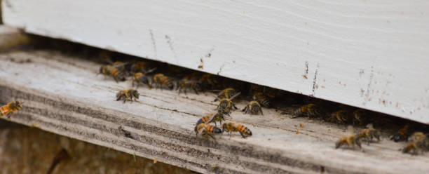 istock Beehive entrance with lots of worker bees 1276513799