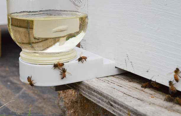 Worker bees on a sugar water feeder outside of a beehive.