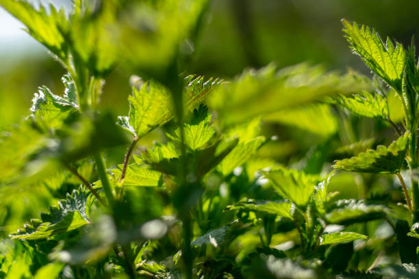 istock Thick nettle bushes with hard shadows. Abstract green natural wallpaper. 1276513953