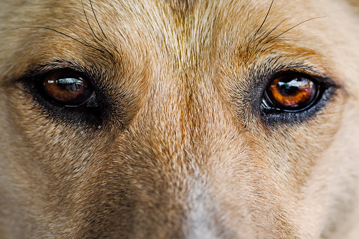 Young Australian native dingo extreme close-up