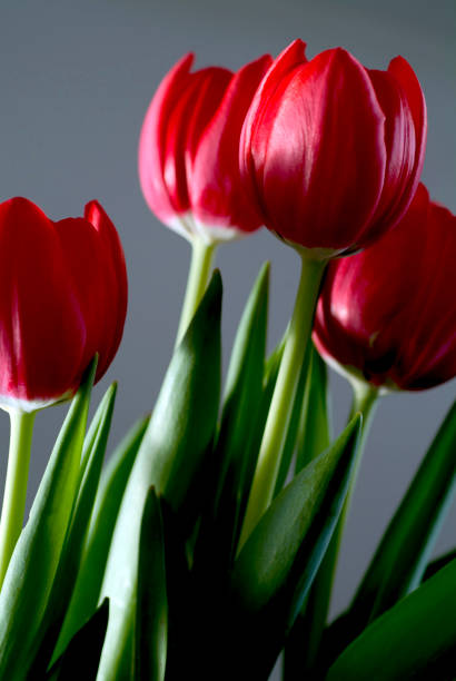 istock Tulips, Dutch culture. 1276517307