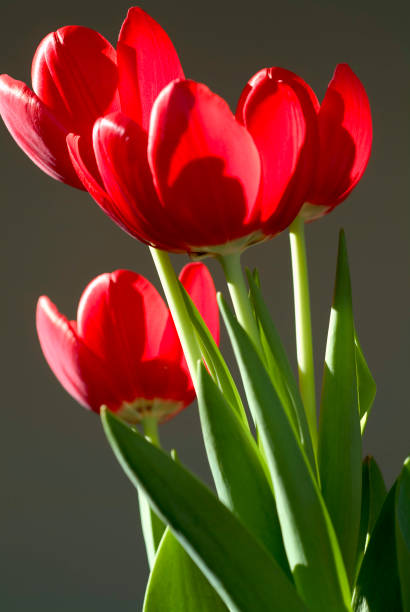 istock Tulips, Dutch culture. 1276517329