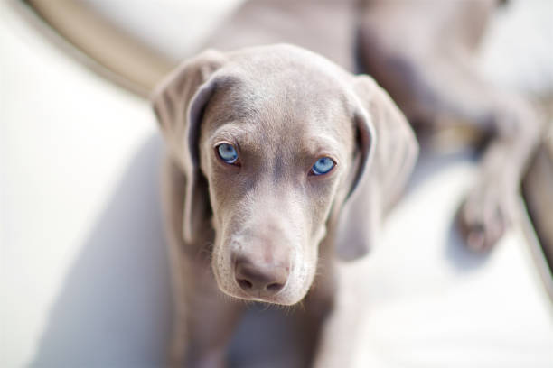 The blue eyed stare Weimaraner Puppy blue eyes stock pictures, royalty-free photos & images