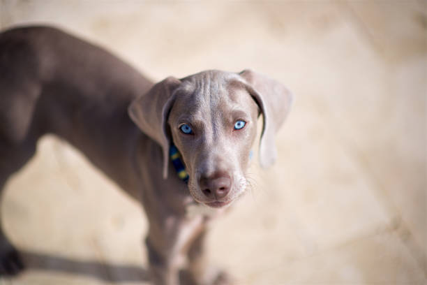istock The blue eyed stare 1276517471